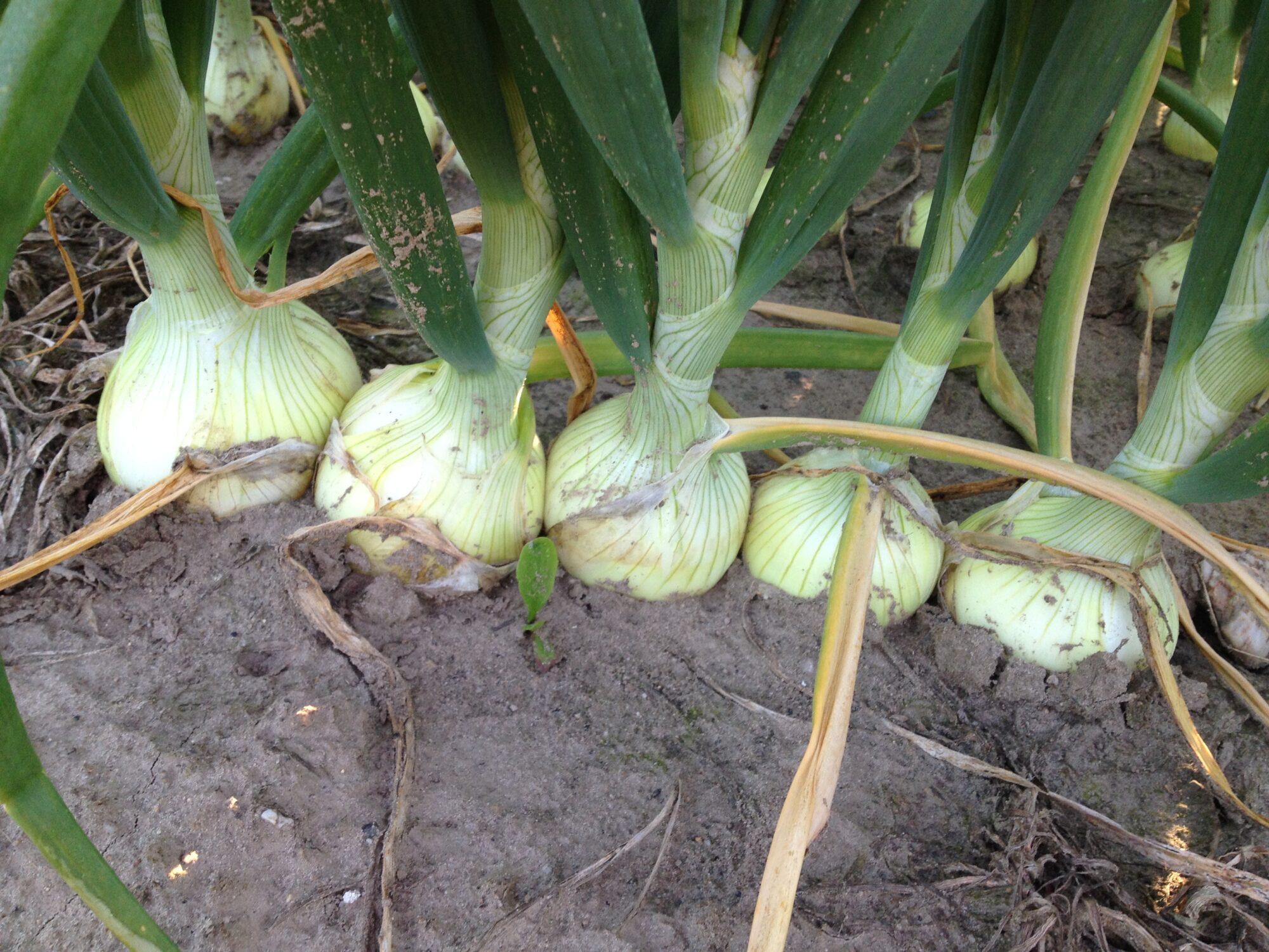 Anbau 4 04.07.14 07 47 07 3