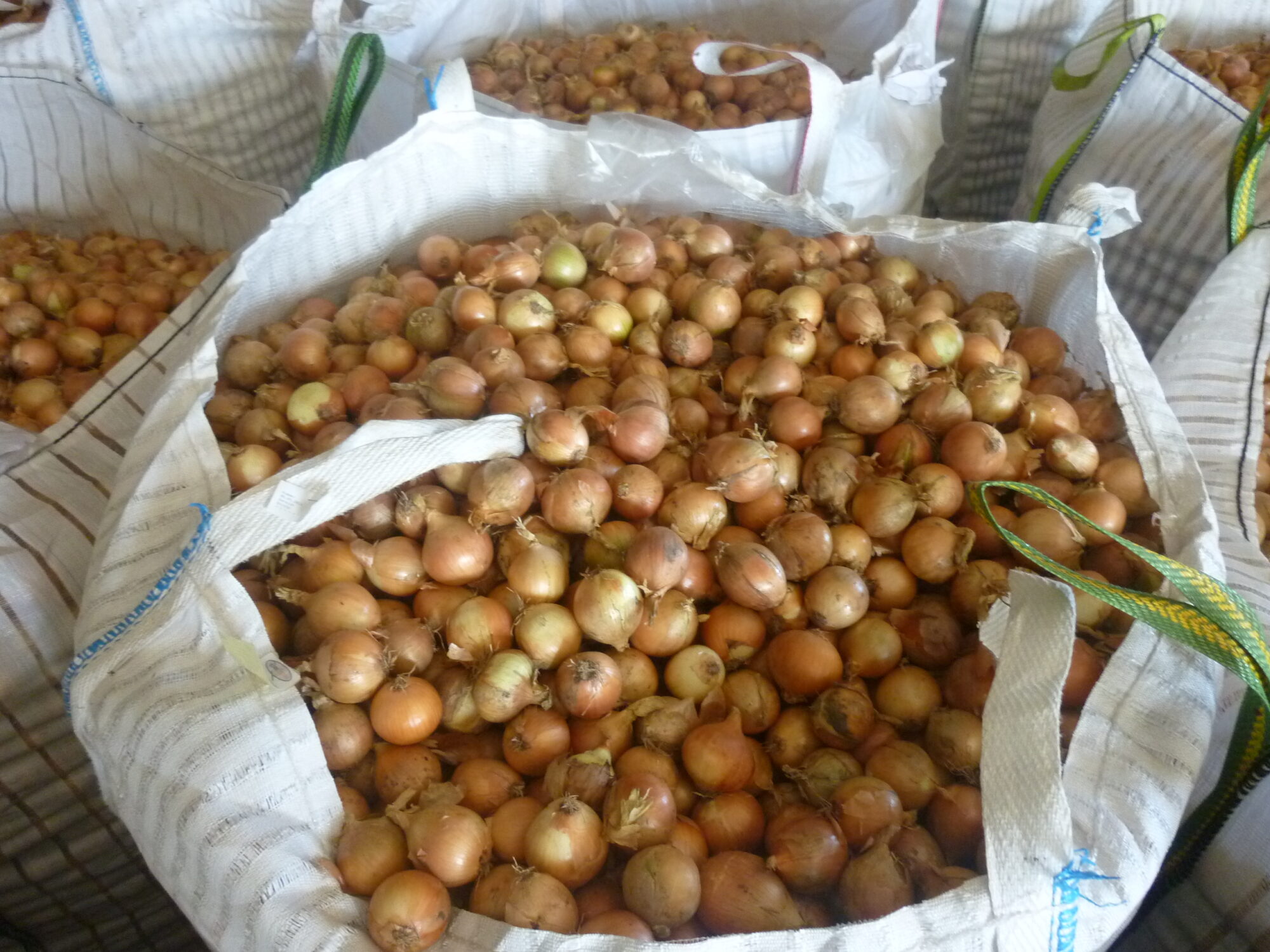 Zwiebeln 14.09.2011 002