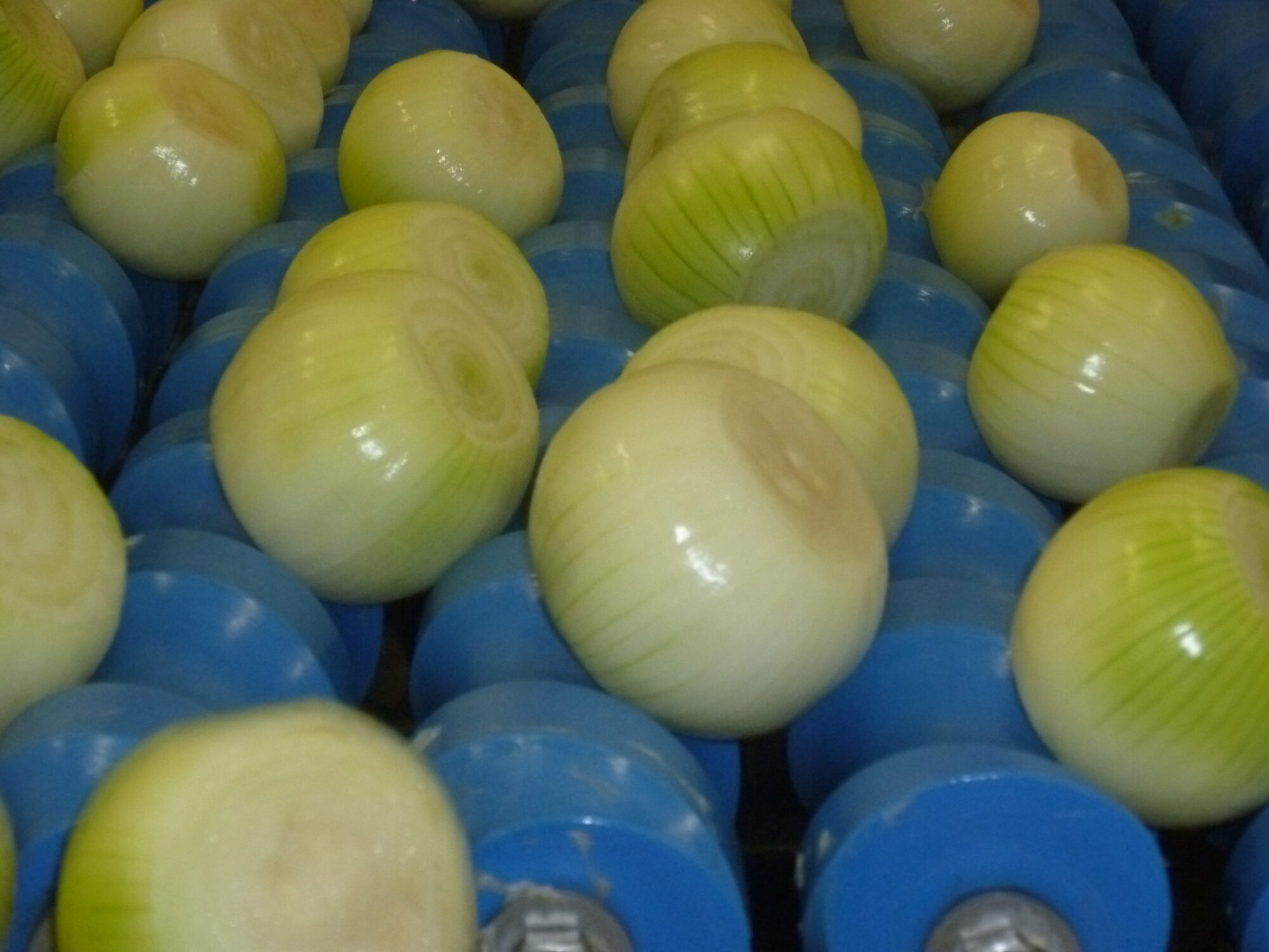 Zwiebeln 14.09.2011 128